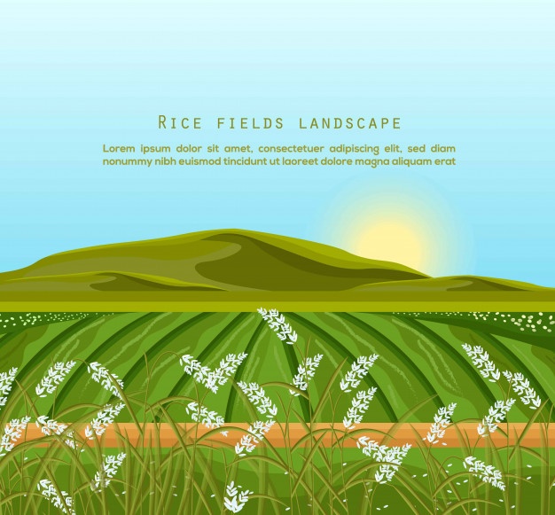 626x581 Corn Field Vectors, Photos And Psd Files Free Download