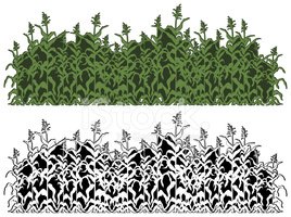 268x200 Corn Field Stock Vectors