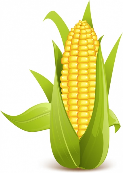 427x600 Corn Free Vector In Adobe Illustrator Ai ( .ai ), Encapsulated
