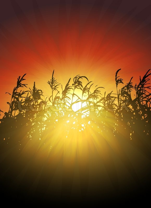 580x800 Sunset In Cornfield Vector Background Stock Vector Colourbox