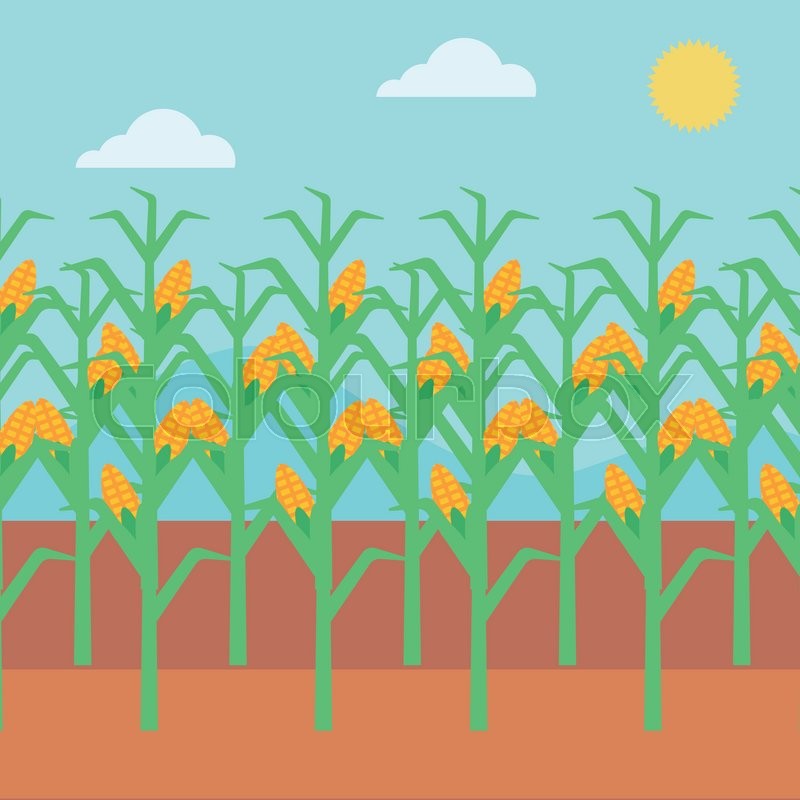 800x800 Background Of Corn Field Vector Flat Design Illustration. Square