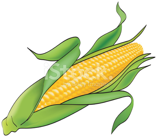 504x440 Corn Plant On White Stock Vector