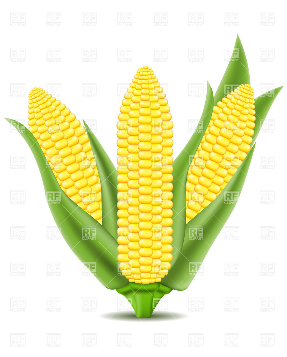 967x1200 Corn On The Cob Vector Image Vector Artwork Of Plants And