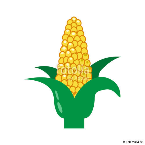 500x500 Corn On The Cob And Leaves. Vector Illustration Stock Image And