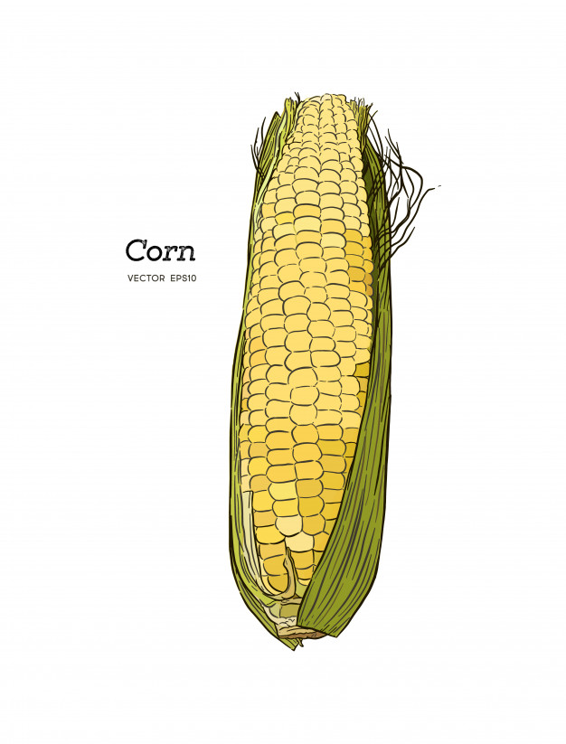 626x823 Corn On The Cob Vintage Engraved Illustration. Vector Premium