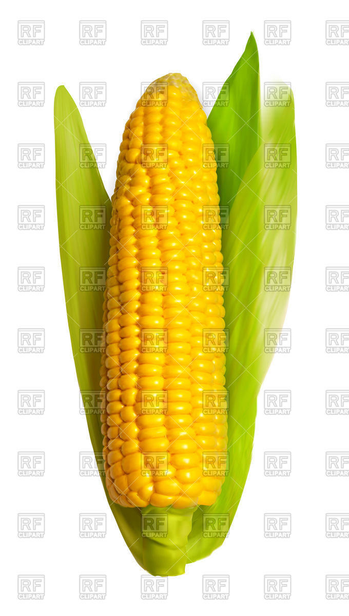 680x1200 Realistic Corn Ear Vector Image Vector Artwork Of Food And