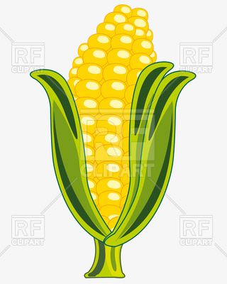 320x400 Ripe Cob Of Corn On White Background Vector Image Vector Artwork