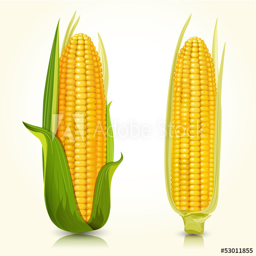 500x500 Ripe Corn On The Cob