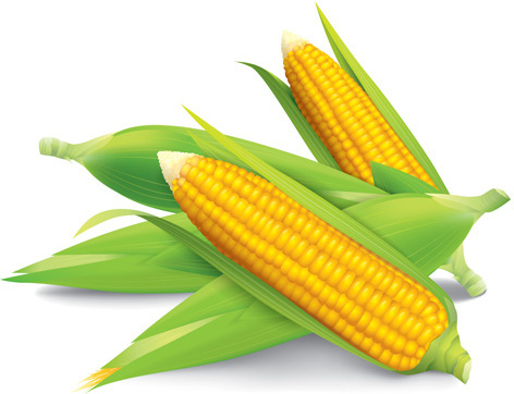 472x362 Vector Corn Cob Free Vector Download (119 Free Vector) For