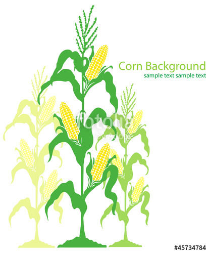 414x500 Corn Stalks Illustration Stock Image And Royalty Free Vector