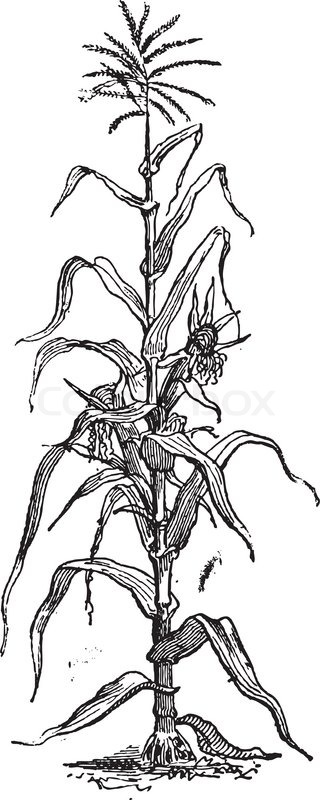 320x800 Corn Or Zea Mays, Vintage Engraved Illustration Dictionary Of