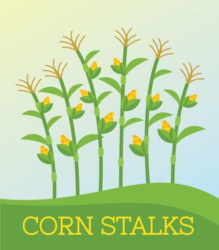 429x490 Free Corn Stalk Vector
