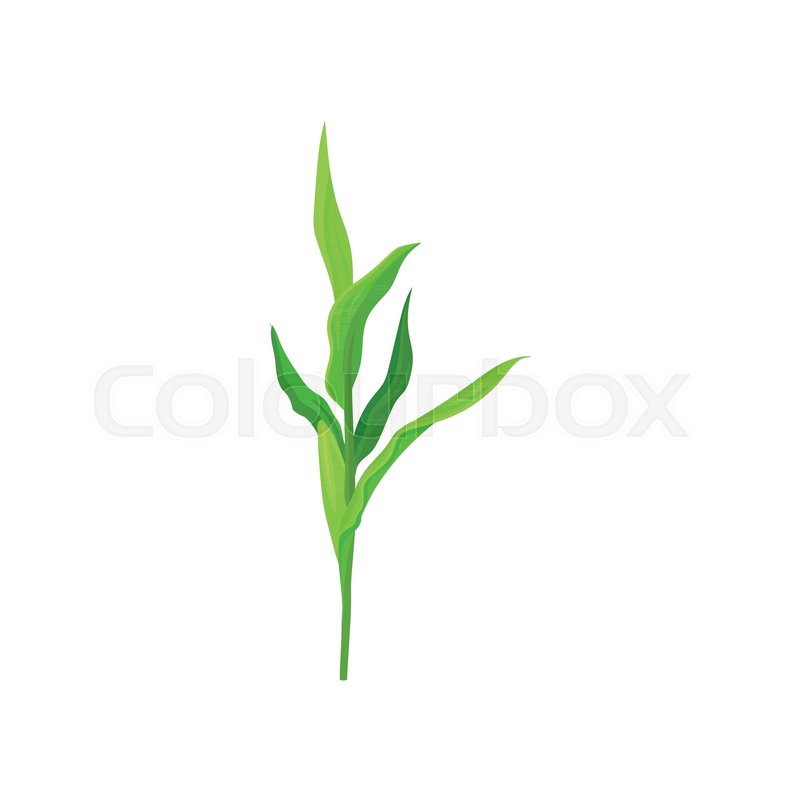 800x800 Green Corn Stalk Vector Illustration Isolated On A White