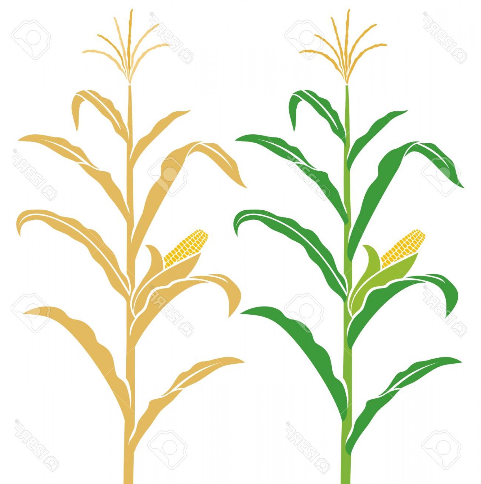 Corn Stalk Vector at GetDrawings | Free download