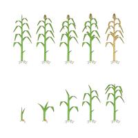 200x200 Corn Free Vector Art