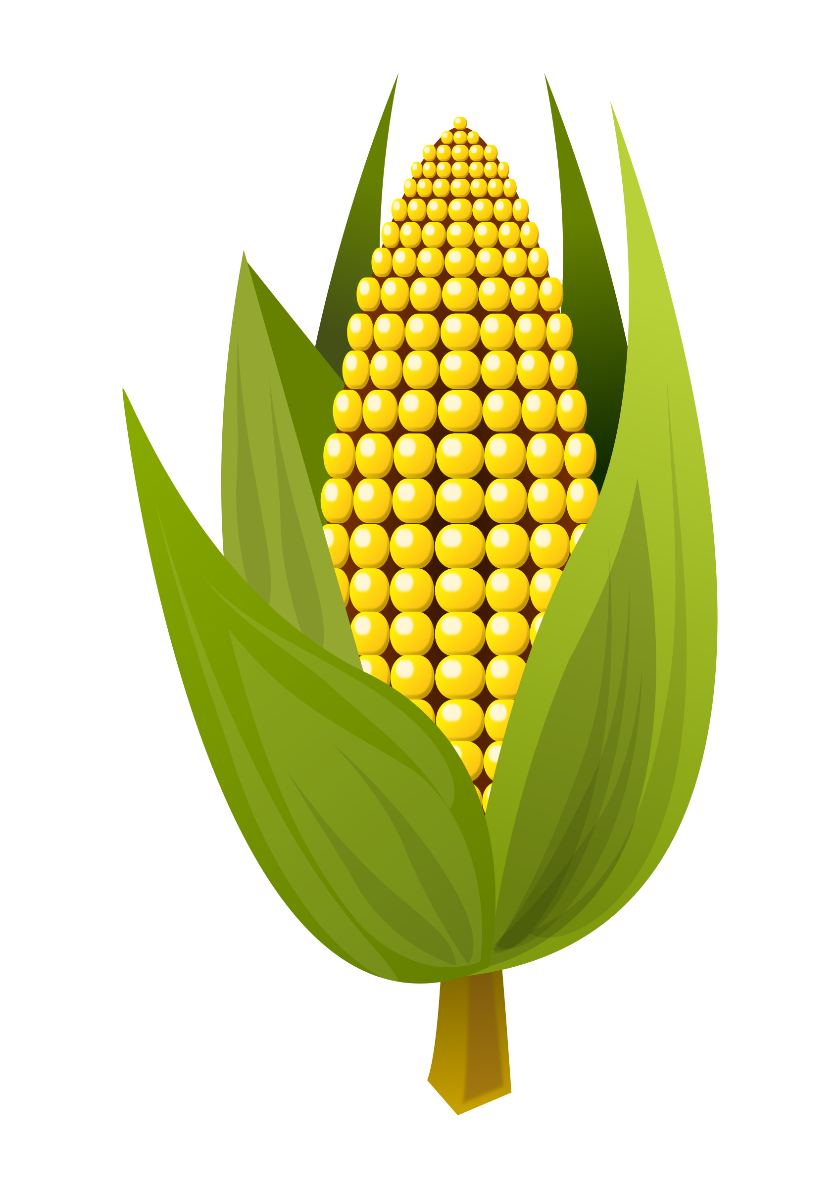 1697x2400 Corn Vector Clipart Image