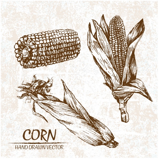 626x626 Corn Vectors, Photos And Psd Files Free Download