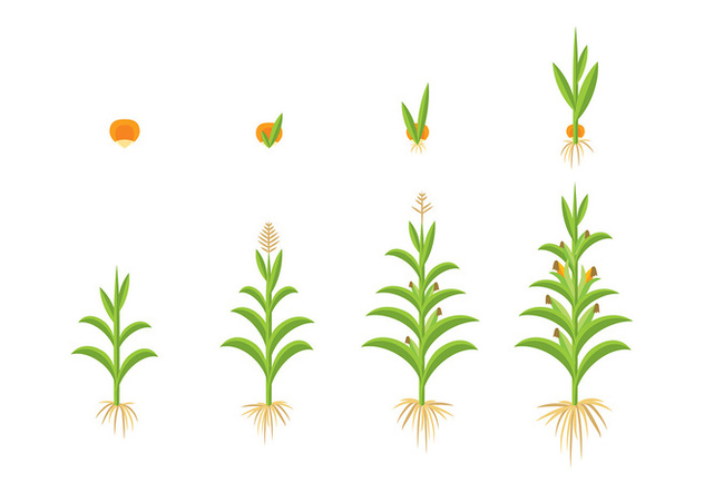 632x443 Grow Up Corn Vector Free Vector Download 374101 Cannypic