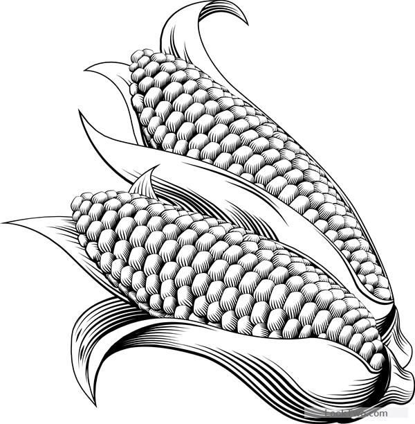 600x612 Hand Drawn Corn Vector Design 04 Free Vector Download Vector
