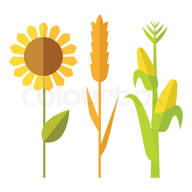 800x800 Sunflower, Wheat, Corn Vector. Flat Design. Traditional