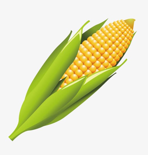 505x527 Corn, Vector, Vegetables Png And Vector For Free Download