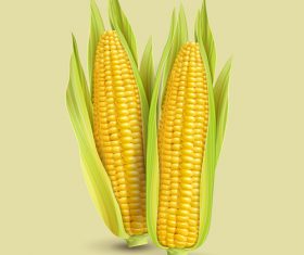 280x235 Corn Vector
