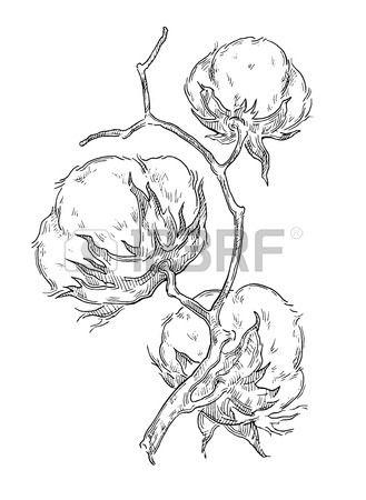 329x450 Hand Draw Ink Cotton Plant. Vector Engraving Illustration. Can