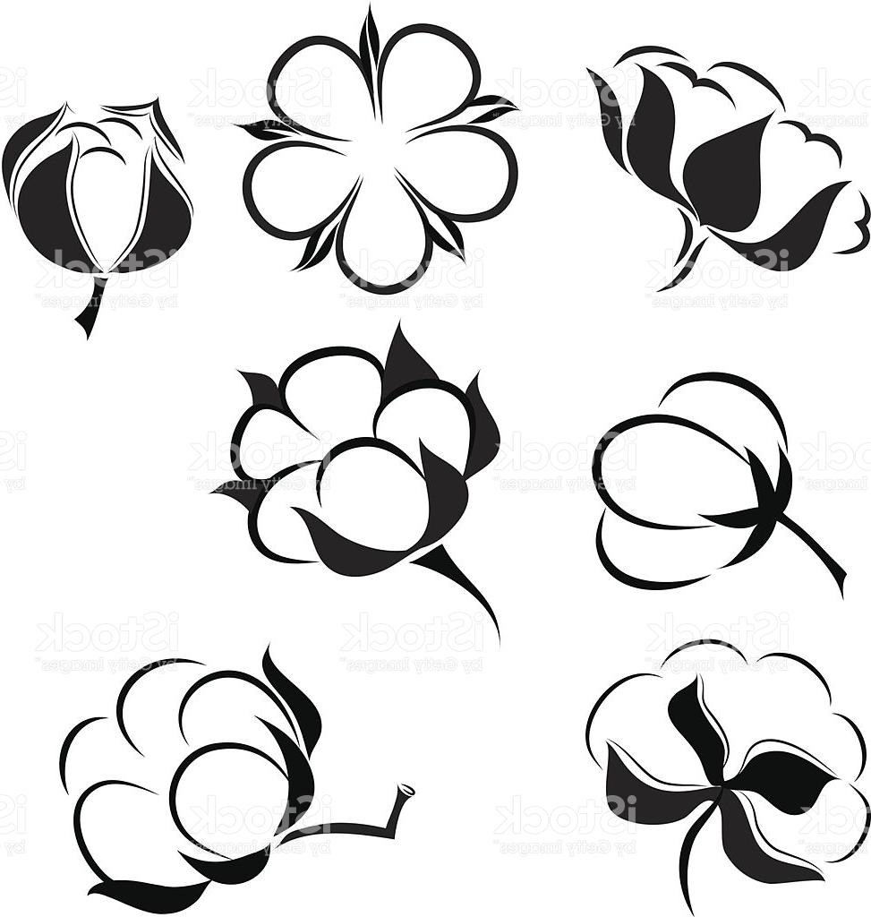 Cotton Boll Vector at GetDrawings | Free download