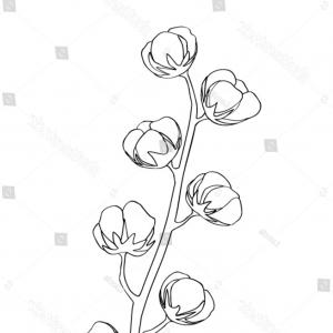 300x300 Cotton Branche Bolls Plant Gossypium Flower Rongholland