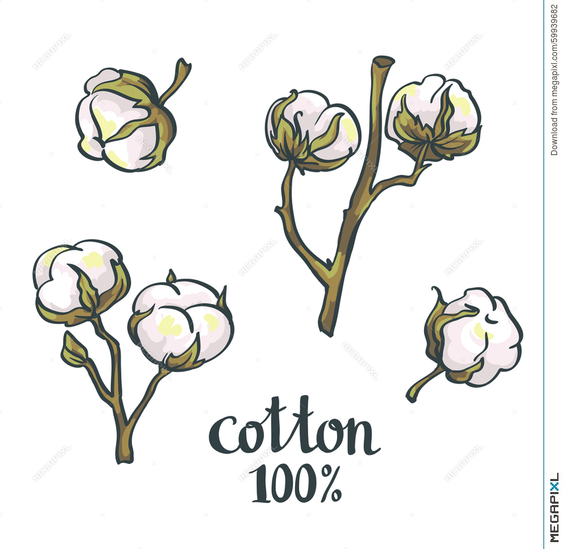 822x800 Cotton. Vector Hand Drawn Set Illustration 59939682