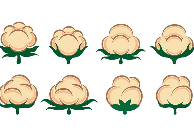632x443 Vector Of Cotton Flowers Free Vector Download 413823 Cannypic
