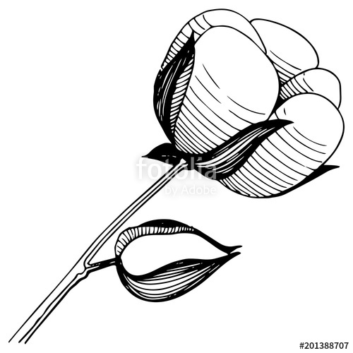 500x500 Wildflower Cotton Flower In A Vector Style Isolated. Full Name Of