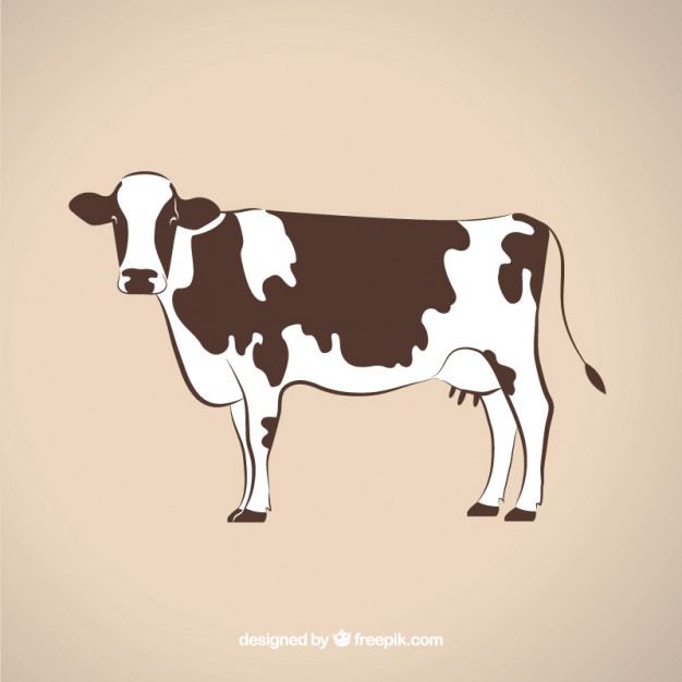 626x626 Cow Vectors, Photos And Psd Files Free Download
