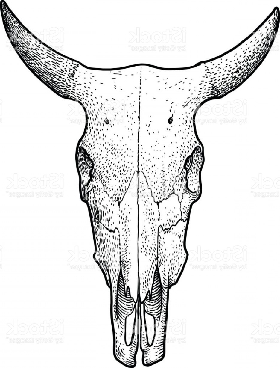 936x1228 Cow Skull Vector Shopatcloth