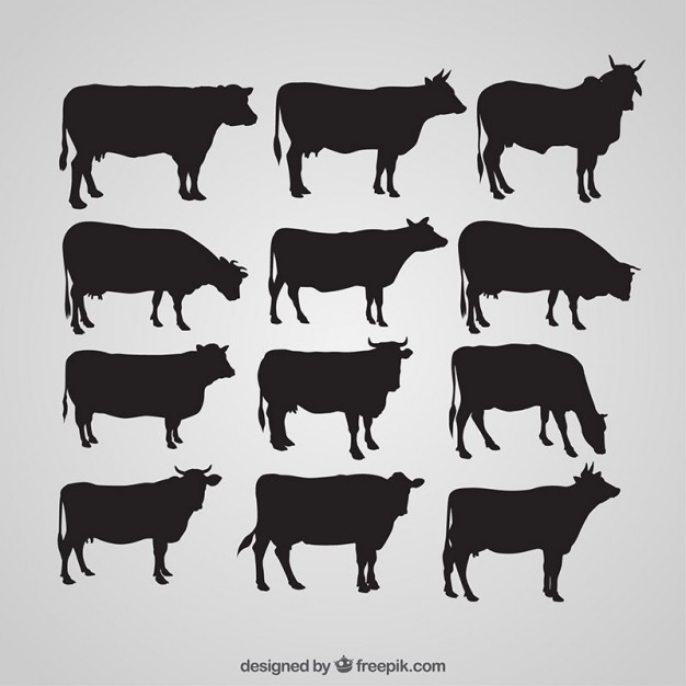 626x626 Cow Vectors, Photos And Psd Files Free Download