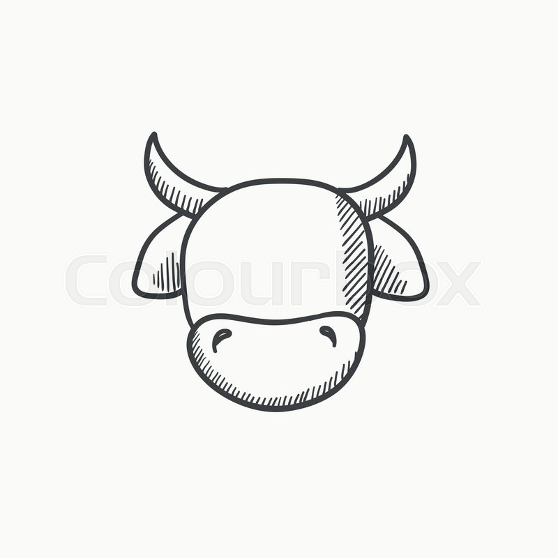 800x800 Cow Head Vector Sketch Icon Isolated On Background. Hand Drawn Cow