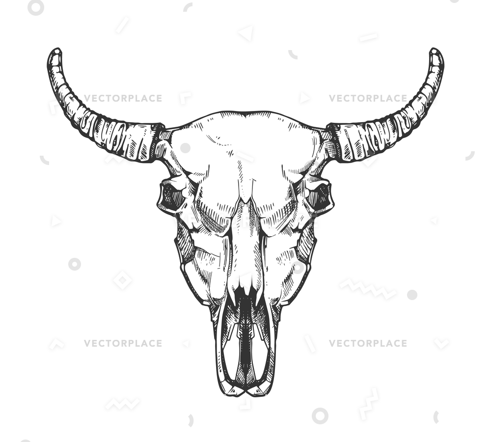 1000x900 Vintage Buffalo Skull Sketch Bull Animal Vector Illustration 57385