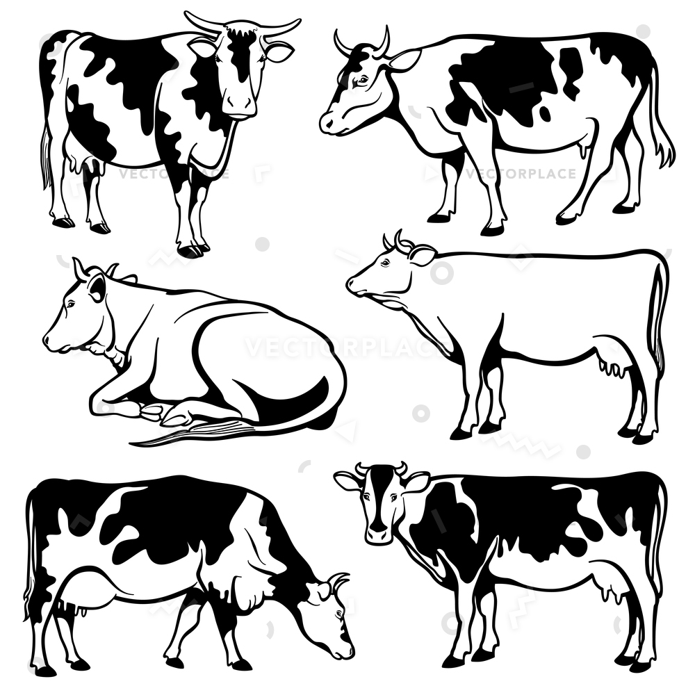 1000x1000 Black White Cows Set Farm Cow Vector Illustration 43807