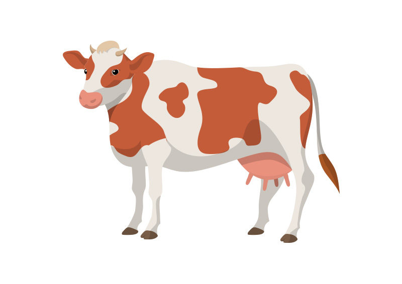 800x566 Cow Vector Illustration