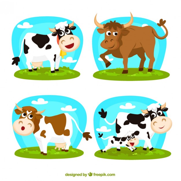 626x626 Cow Vectors, Photos And Psd Files Free Download