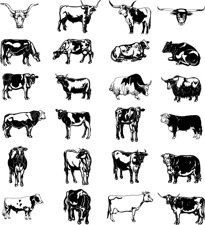 676x739 Free Black And White Picture Series Of A Painted Cow Vector Psd