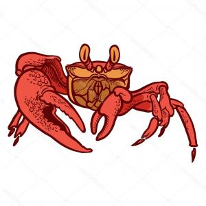 300x300 Stock Illustration Detailed Hand Drawing Crab Vector Arenawp