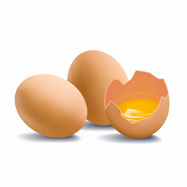 600x600 Cracked Shells With Eggs Vector 01 Free Download
