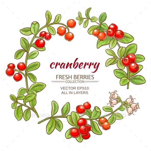 590x590 Cranberry Vector Set By Cuttlefish84 Graphicriver