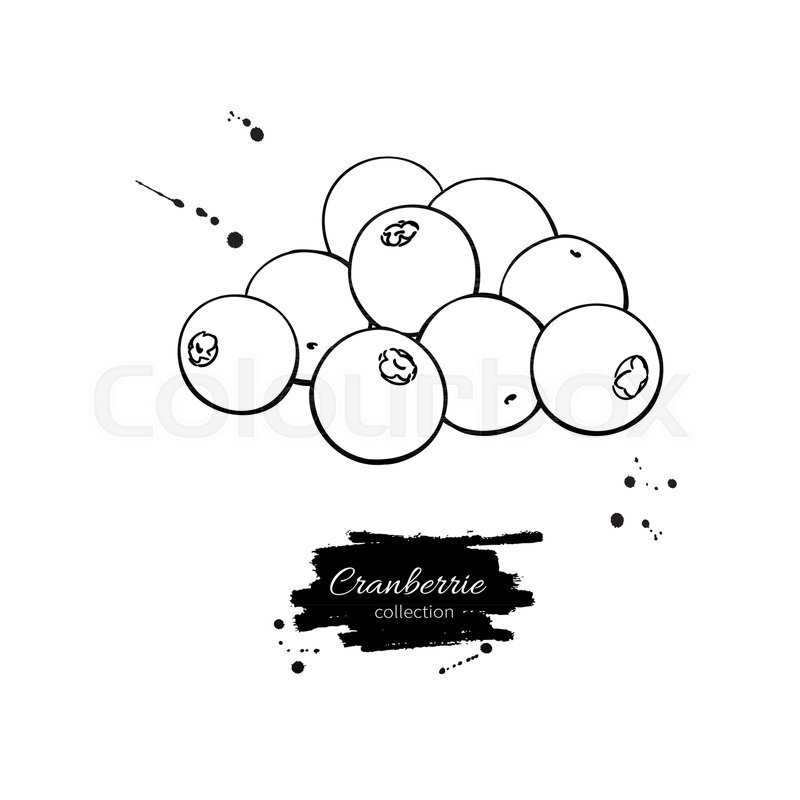 800x800 Cranberry Vector Drawing. Isolated Berry Branch Sketch On White