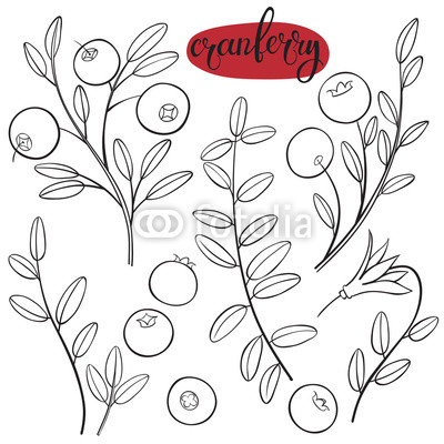 400x400 Cranberry. Vector Hand Drawn Illustration On A White Background