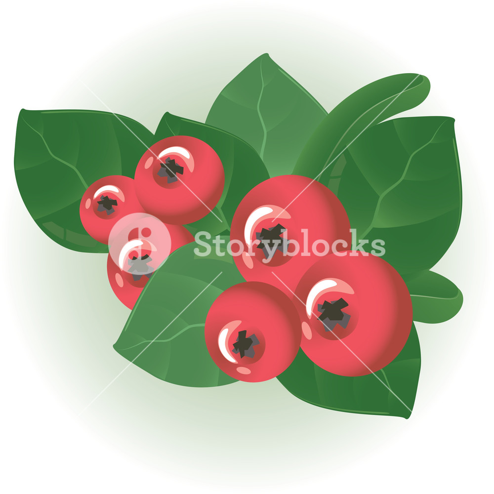 1000x1000 Cranberry. Vector. Royalty Free Stock Image