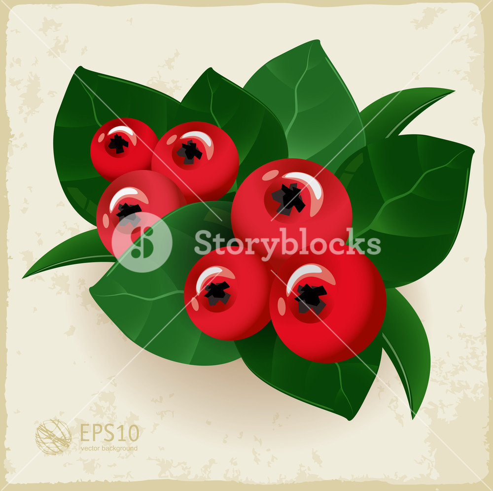 1000x996 Fresh Cranberry. Vector. Royalty Free Stock Image