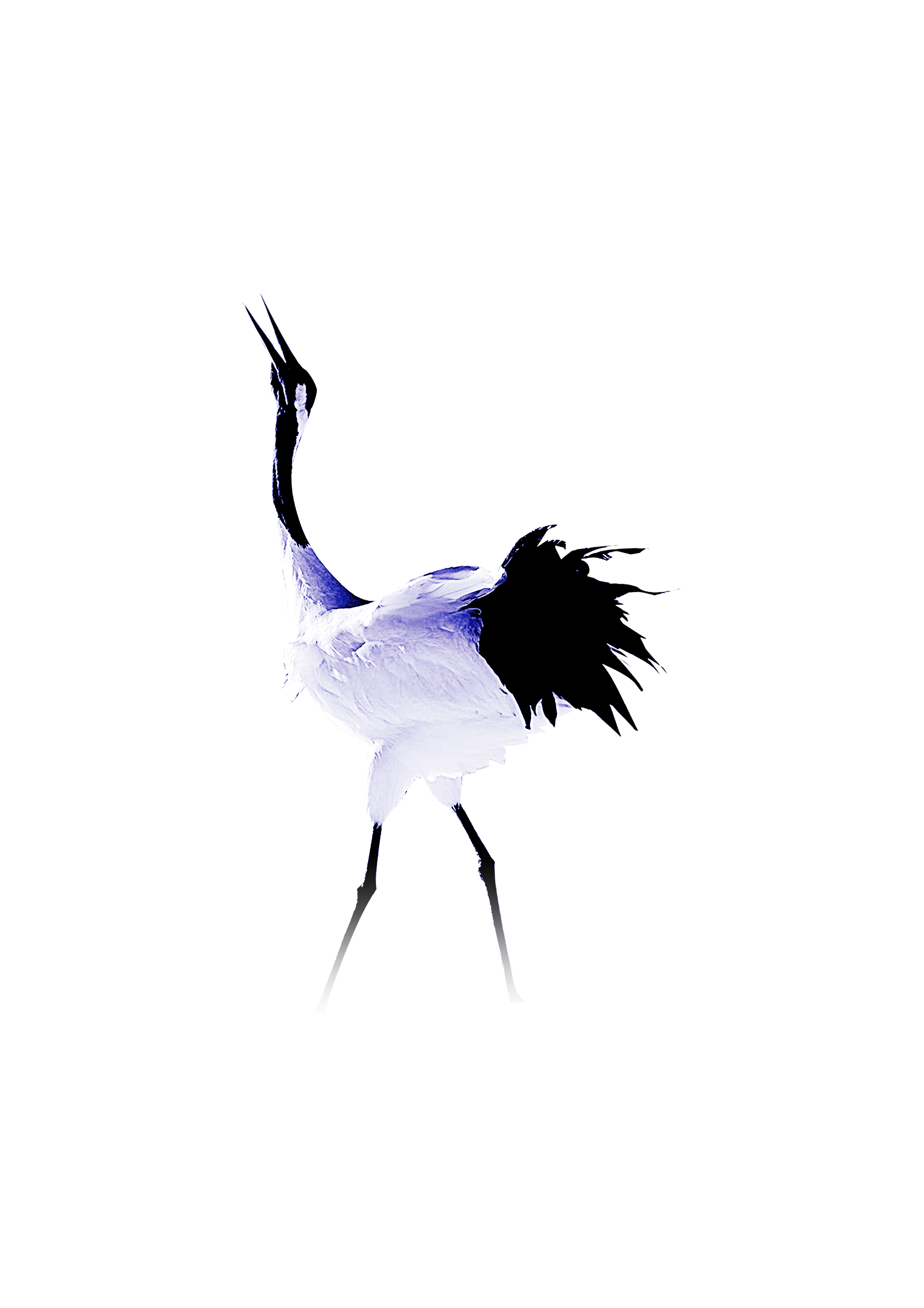 2480x3508 Birds Vector