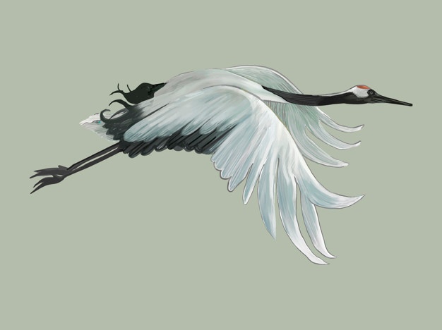 626x468 Crane Bird Vectors, Photos And Psd Files Free Download